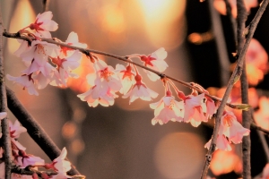 ソメイヨシノより小ぶりなシダレザクラの花。夕陽に映えて輝いていました