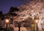 清瀧院本殿と満開のソメイヨシノ。ソメイヨシも巨木なので、シダレザクラに負けじと美しく咲き誇ってます。ソメイヨシノを撮る花見客