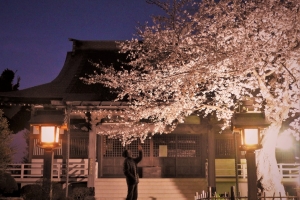 清瀧院本殿と満開のソメイヨシノ。ソメイヨシも巨木なので、シダレザクラに負けじと美しく咲き誇ってます。ソメイヨシノを撮る花見客