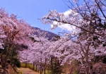 4/13 散策路〜“春”の陽に照り映える“桜並木”を…!!!