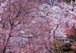 4/13 “山桜”が咲く・・・散策路（山道）から…!!!