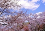 4/13 〈第２展望台〉に向かう“桜”咲く散策路（山道）から…!!!