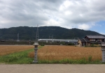 収穫も間近な麦畑と、新幹線