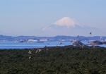 「中の島展望塔」から望む、富津岬の松林と富士山。沢山の鳥が横切ってました。また右手の島は第一海保、左手に第二海保を望めます