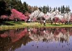 桜より色の濃い花桃の花は、見た目にも鮮やかです