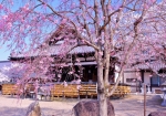 3/28 薄紅色の“枝垂れ桜”...と、【本堂】を・・・!!!