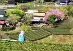 新茶葉には早かったですが、茶畑と桜が織りなす里山（八十八夜の頃）