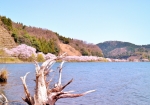 4/5 打ち上げられた根っこの切株がオブジェとなり、湖畔の“桜並木”に彩りを添えていました・・・!!!