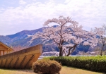 4/5 ❛丸子船❜のオブジェに寄り添う湖畔の“桜”を・・・!!!