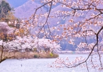 4/5 『奥出浜園地』〜眺めた❛奥びわ湖❜を彩る“桜”の花々...と・・・!!!
