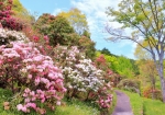 4/27 緩やかな坂道の散策路・・・“しゃくなげ”の花々が山の斜面に咲き誇っていました・・・!!!