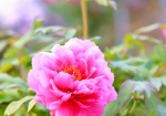4/27 可愛く咲いたピンク色の“ぼたん”を、アップで撮ってみました・・・!!!