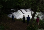 「さくらの滝」をジャンプして乗り越えようとするサクラマスの姿に見入る観光客