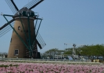 オランダ風車とチューリップ