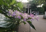 紫陽花と東照宮