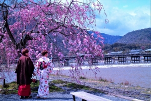 4/2 “しだれ桜”を背景に…和服が似合う女性を❛パチリ❜...と、一枚・・・!!!