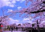 4/2中州を取り持つ❛中島橋❜...と、咲き誇る“さくら”の花々を・・・!!!