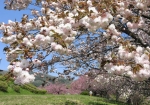 小山寺のすぐ裏手は、八重桜を愛でる事が出来る広場があります（4月中〜下旬）