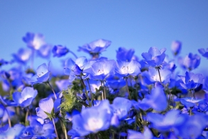 5/2 青い空に向かって可憐に咲く“ネモフィラ”の花たち...を、マクロで撮ってみました・・・!!!