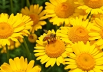 ダイヤーズカモマイルとミツバチ