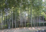 日本庭園内の竹林