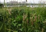 都市農業公園前の河川敷にヘラオオバコが繁茂する。カエルバ、ゲーロッパ