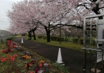 桜の並木。通り抜けではない。途中で立ち入り禁止になる