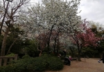 八重桜とつつじがもっさもっさ咲いている