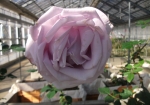 青薔薇を作り出した小林森次氏の全品種を収集展示している世界で唯一のバラ園を持つ。