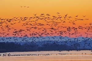 日が昇る直前に、渡り鳥達が一斉に飛び立つ