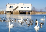 伊豆沼野鳥観察館の前には昼でも渡り鳥が集まる。