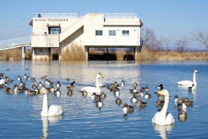 伊豆沼野鳥観察館の前には昼でも渡り鳥が集まる。