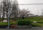 4/2 桜が咲いてました