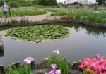 おそらく天然記念物ムジナモが自生していた池