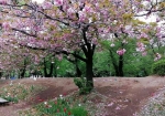 桜とチューリップの競演