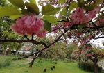 八重桜の花見してる人いない。みんな風車に集まってる