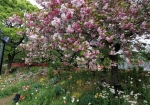 風車のところの八重桜