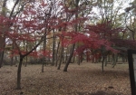 公園内の紅葉の様子。カエデ多め