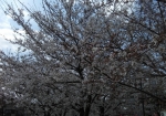 正月は餅つき大会、春は桜の花見会が催される。