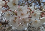 染井霊園と同じ桜の木である