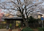3月下旬、桜満開。最強。