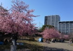 河津桜が名物