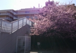 隠れた穴場。近隣住民は一ヶ月近く桜生活できる
