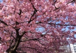 河津桜が終わるとソメイヨシノが始まる