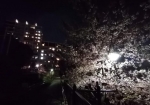 西ヶ原ステージと夜桜
