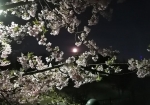 桜と月の競演