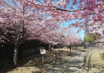 昨年と違って敷物の桜の花見客がいない