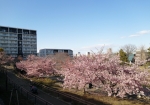 今がピーク。河津桜が終わったらソメイヨシノが咲く