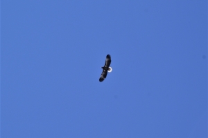 羽を広げると2.5mはあるオオワシが、上空を旋回しながらオホーツク海の彼方へ飛んで行きました。