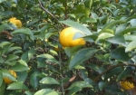 柑橘が植えられている。